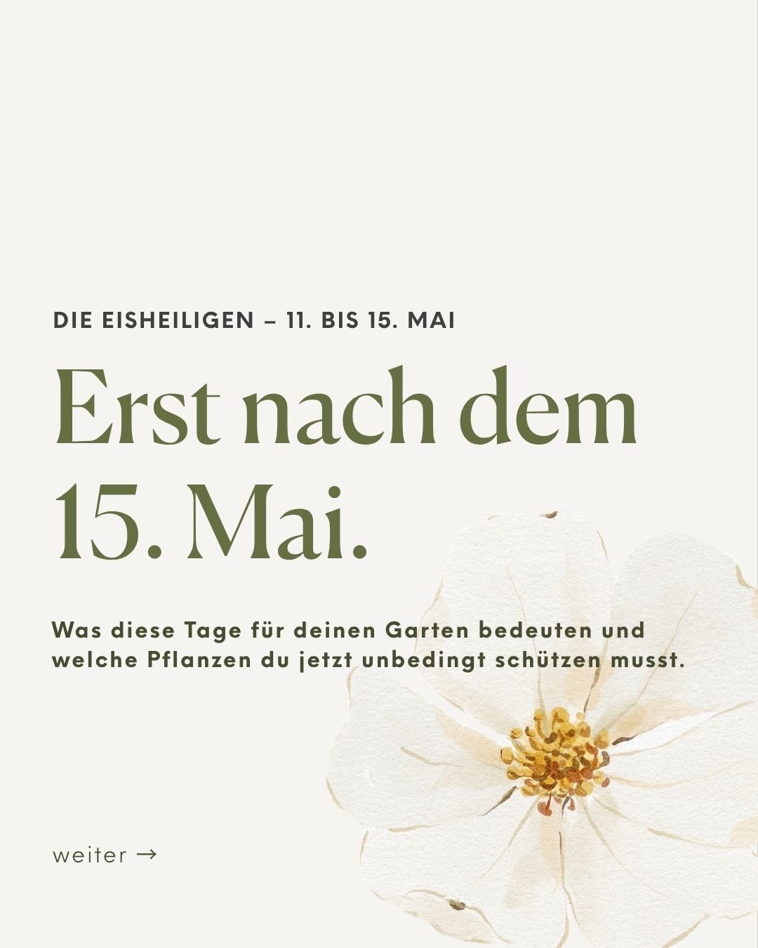 A poster with a white flower and text in German. It reads 'DIE EISHELIGEN' and 'ERST NACH DEM 15. MAI'. It highlights the importance of these days for your garden and the plants you must protect now.