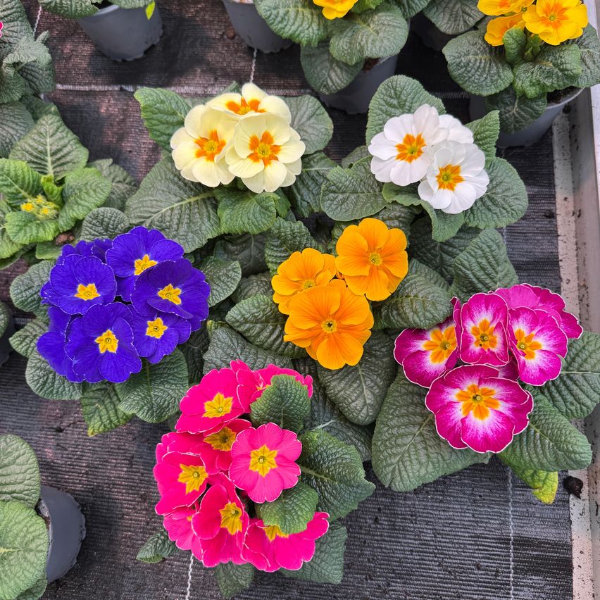 Verschiedene Topfpflanzen mit Blüten in verschiedenen Farben, einschließlich pink, gelb, blau und weiß, sind auf einer grauen Oberfläche angeordnet.