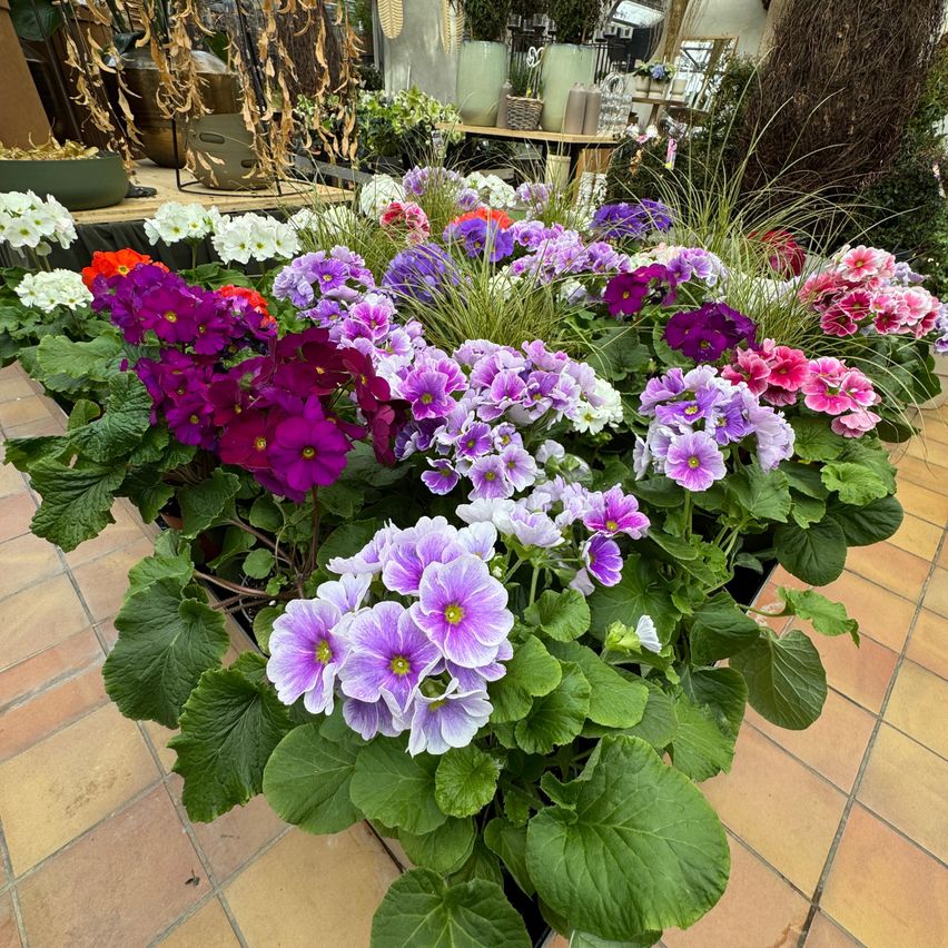 Eine Gartenausstellung mit einer Vielzahl blühender Blumen in verschiedenen Farben, einschließlich weiß, lila, pink und orange. Die Blumen sind in Töpfen auf einem gefliesten Boden angeordnet.