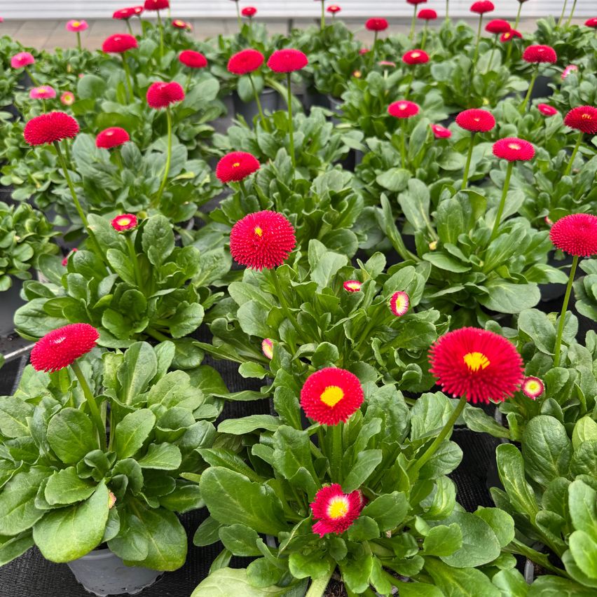Ein Garten gefüllt mit roten und gelben Gänseblümchen. Die Blumen haben leuchtende Farben und sind von üppigen grünen Blättern umgeben. Die Blumen befinden sich in verschiedenen Blühphasen.