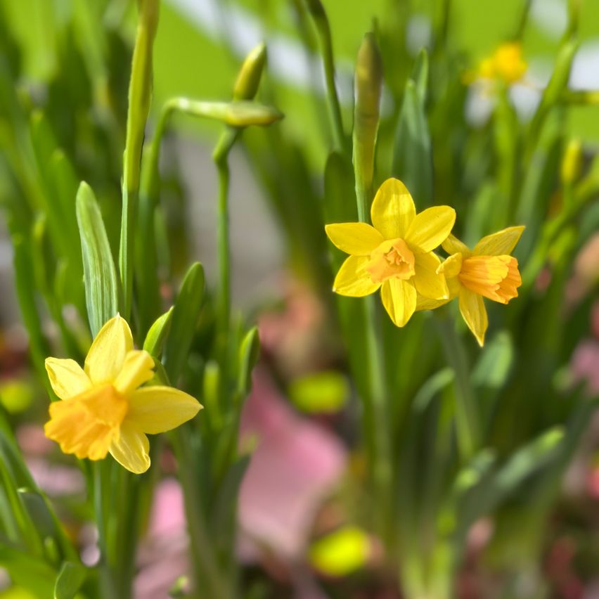 A close-up view of yellow daffodils in bloom, with bright green leaves and blurred background.