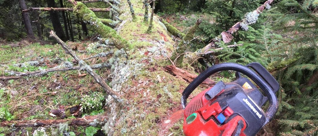 Eine Kettensäge liegt auf einem umgestürzten Baumstamm, der mit Moos und Flechten bedeckt ist, in einem dichten Wald.