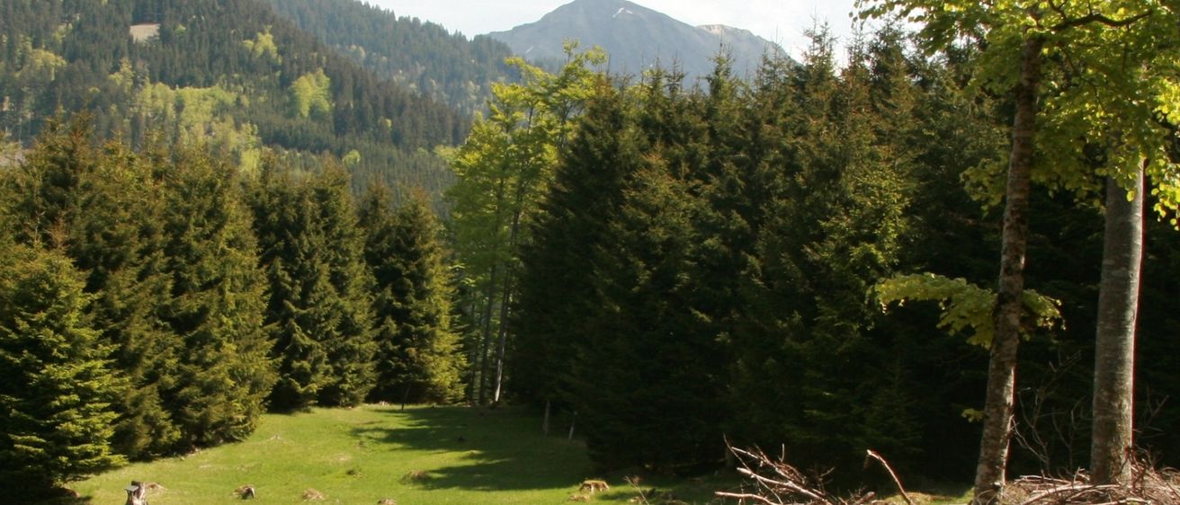 Bild enthält, Plant, Tree, Fir, Conifer, Pine, Nature, Outdoors, Wilderness, Vegetation, Scenery