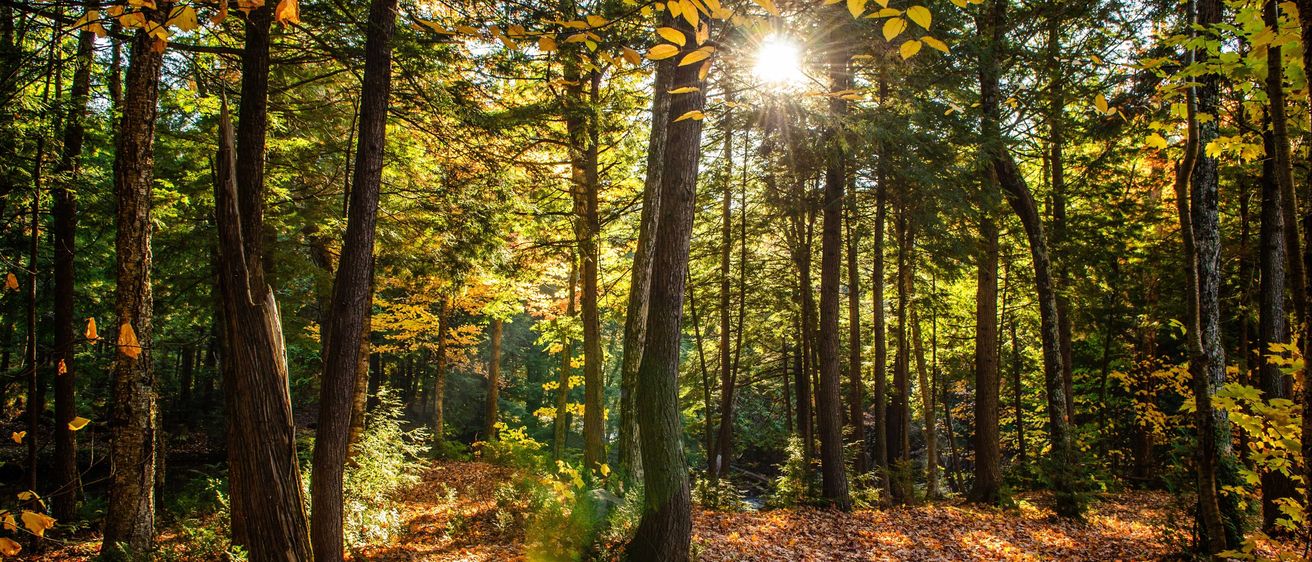 Sunlight, Vegetation, Flare, Light, Land, Nature, Outdoors, Tree, Woodland, Autumn