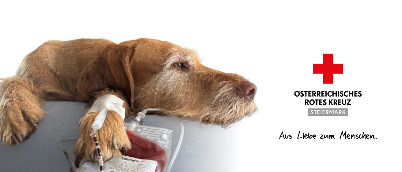 Bild enthält, Logo, Animal, Canine, Dog, Mammal, Pet, Symbol, First Aid, Red Cross