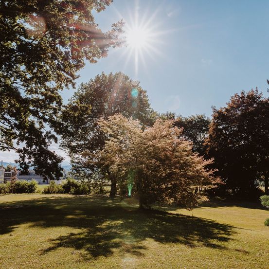 Ein sonniger Tag mit der Sonne, die durch die Bäume in einem Park mit saftigem grünem Gras scheint.