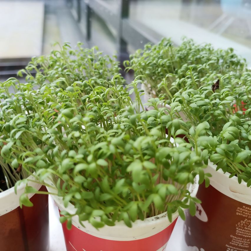 Mehrere kleine grüne Pflanzen in Bechern, die in einem Gewächshaus mit einer Glaswand wachsen. Die Pflanzen haben einige Blätter und Stängel.