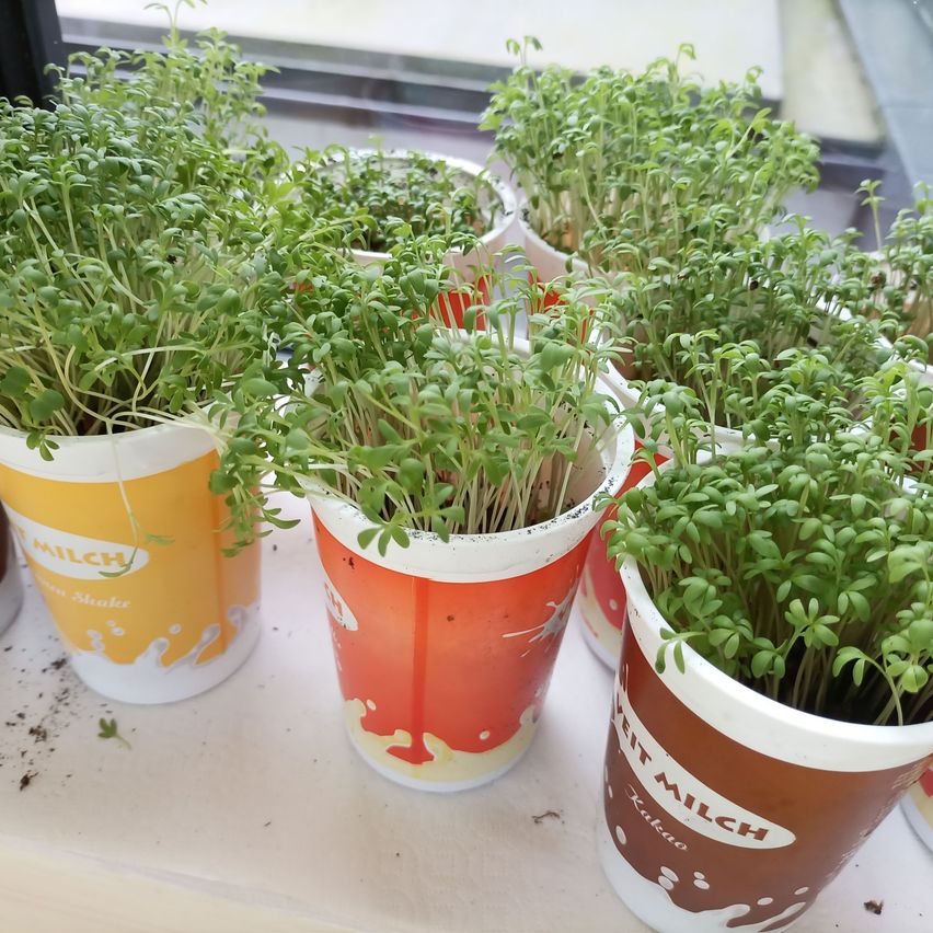 Mehrere junge Pflanzen in Tassen mit der Aufschrift 'Milch' sind auf einer weißen Oberfläche aufgereiht. Die Tassen sind mit roten und weißen sowie gelben und weißen Designs verziert.