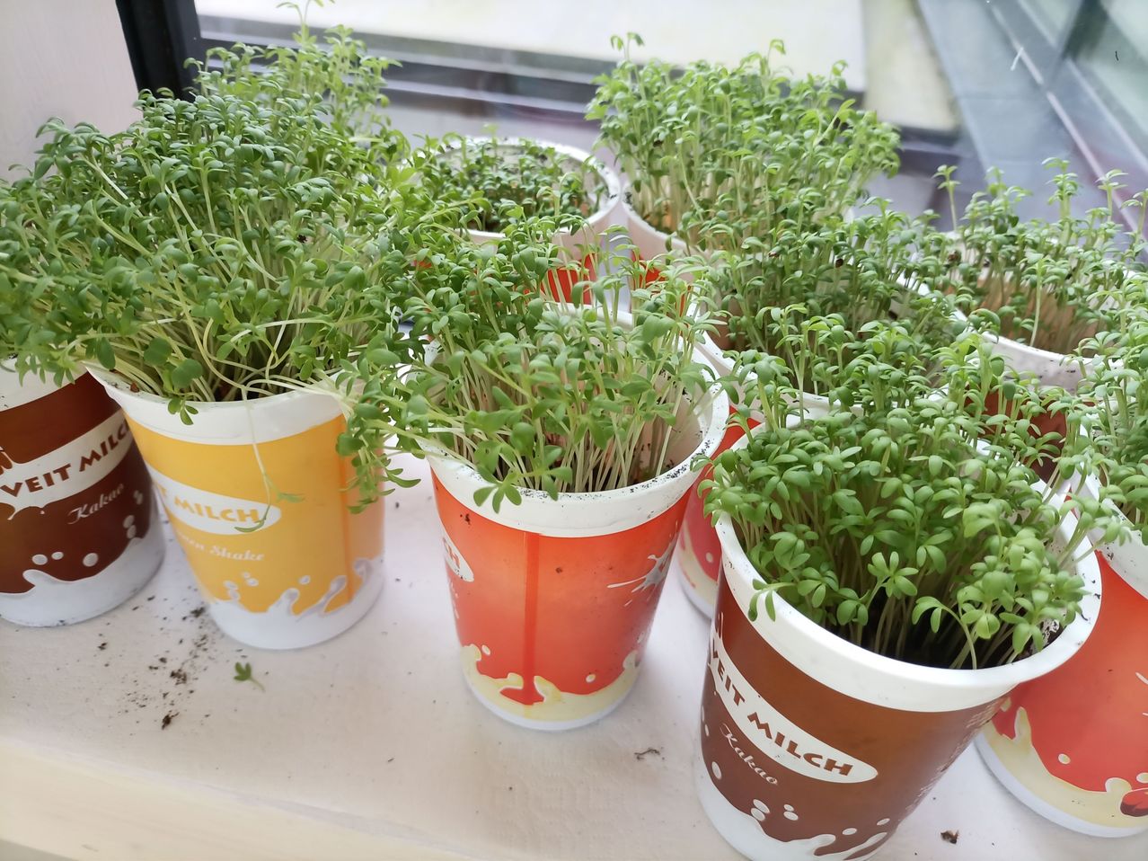 Mehrere junge Pflanzen in Tassen mit der Aufschrift 'Milch' sind auf einer weißen Oberfläche aufgereiht. Die Tassen sind mit roten und weißen sowie gelben und weißen Designs verziert.