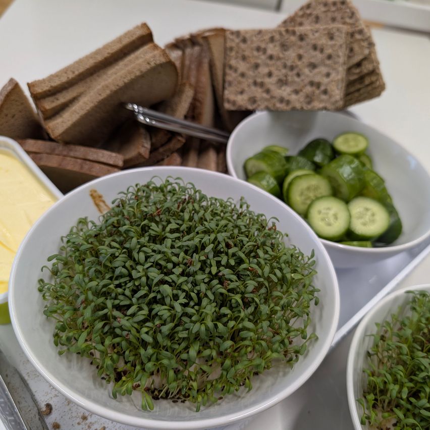 Ein weißer Bowl voller grüner Sprossen steht auf einem Tisch mit geschnittenen Gurken und Brot.