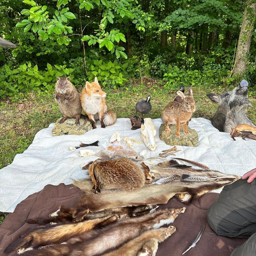 Eine Gruppe von Tieren, darunter ein Fuchs, ein Kaninchen und ein Biber, auf einer Decke mit Pelzen. Ein Mensch kniet in der Nähe, umgeben von anderem Wild und Grün.