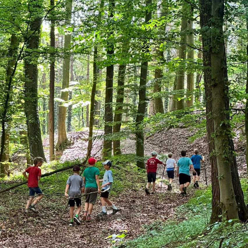 Eine Gruppe von Kindern geht mit Stöcken in der Hand durch einen Wald, einige tragen Mützen und Turnschuhe. Hohe Bäume säumen den Weg, und der Boden ist mit Blättern bedeckt.