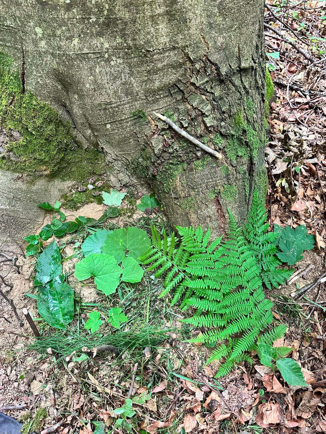 A close-up of a tree trunk covered in moss and surrounded by various green leaves and ferns.