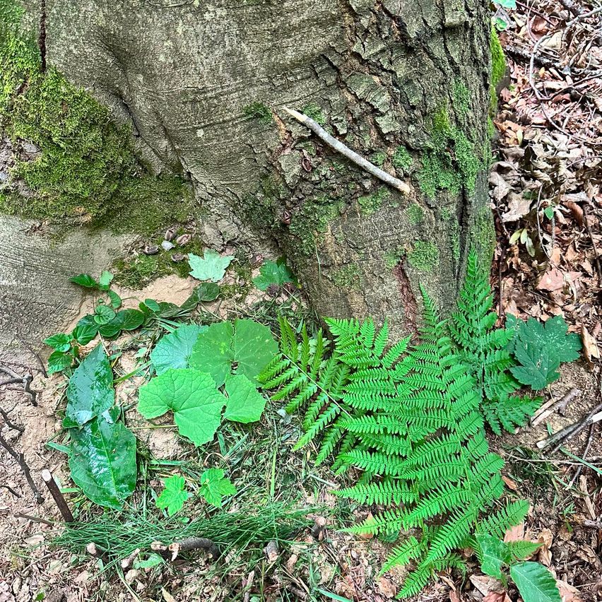 Eine Nahaufnahme eines mit Moos bedeckten Baumstamms, umgeben von verschiedenen grünen Blättern und Farnen.