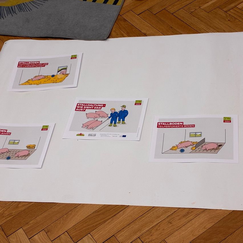 Ein weißes Blatt Papier liegt auf einem Holzboden mit fünf Plakaten darauf. Die Plakate handeln von Schweinen und ihren Lebensbedingungen.