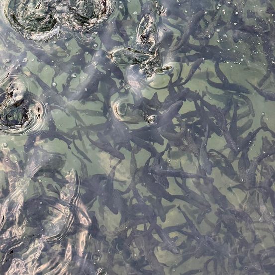 Eine Nahaufnahme einer großen Gruppe von Fischen, die in einem Gewässer schwimmen, mit sichtbaren Blasen und Wellen auf der Oberfläche.