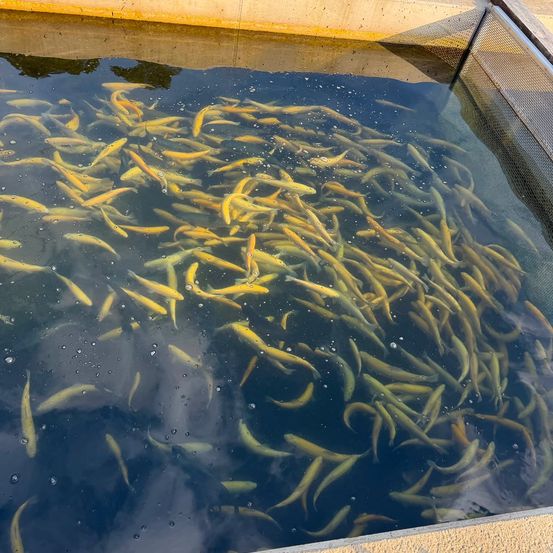 Eine große Gruppe goldener Fische schwimmt in einem klaren Wasserteich mit einem Netzzaun an der Seite.