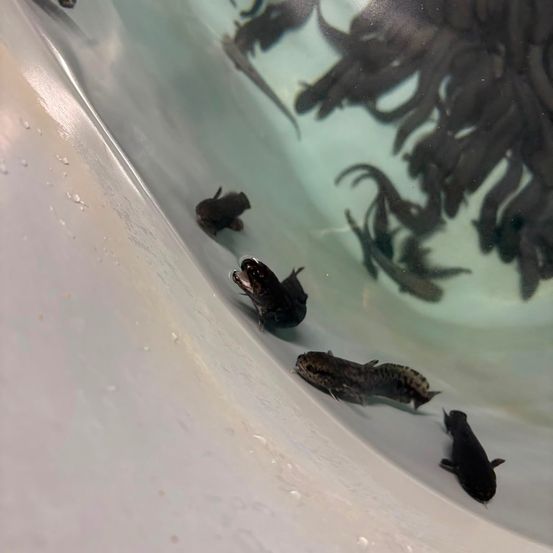 Eine Gruppe von Kaulquappen in einem klaren Behälter, einige schwimmen in der Nähe der Ränder und andere in der Mitte. Das Wasser ist sauber und die Kaulquappen sind schwarz.