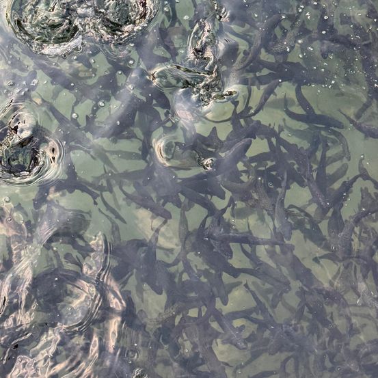 Eine Nahaufnahme von vielen Fischen, die in einem klaren Gewässer schwimmen, mit Blasen und Wellen auf der Oberfläche sichtbar.
