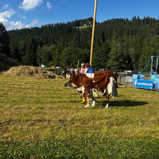 Eine Kuh mit braunem und weißem Fell geht auf einer Wiese mit Menschen und einem Pfahl im Hintergrund.