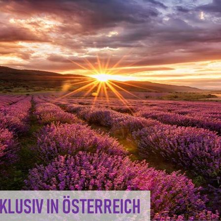 Ein Lavendelfeld bei Sonnenuntergang mit einem Gebirgszug im Hintergrund. Der Text ist auf Deutsch.