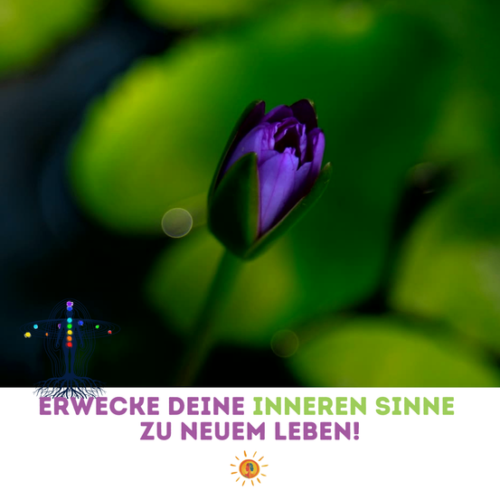 Eine Nahaufnahme einer lila Lotusblume auf einem leuchtend grünen Blatt. Der Hintergrund ist verschwommen mit den Worten 'ERWECKE DEINE INNEREN SINNE ZU NEUEM LEBEN!' in weiß.