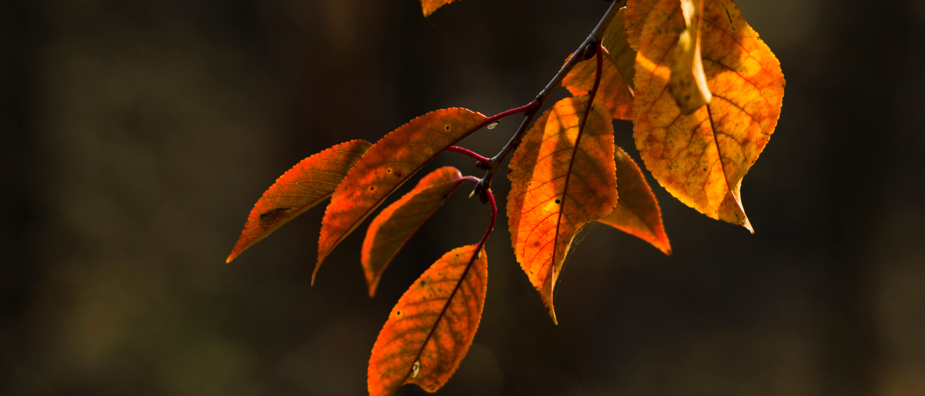 Ein Nahaufnahme von Herbstblättern an einem Ast, wobei das Sonnenlicht ihre leuchtenden Orange- und Gelbtöne hervorhebt.
