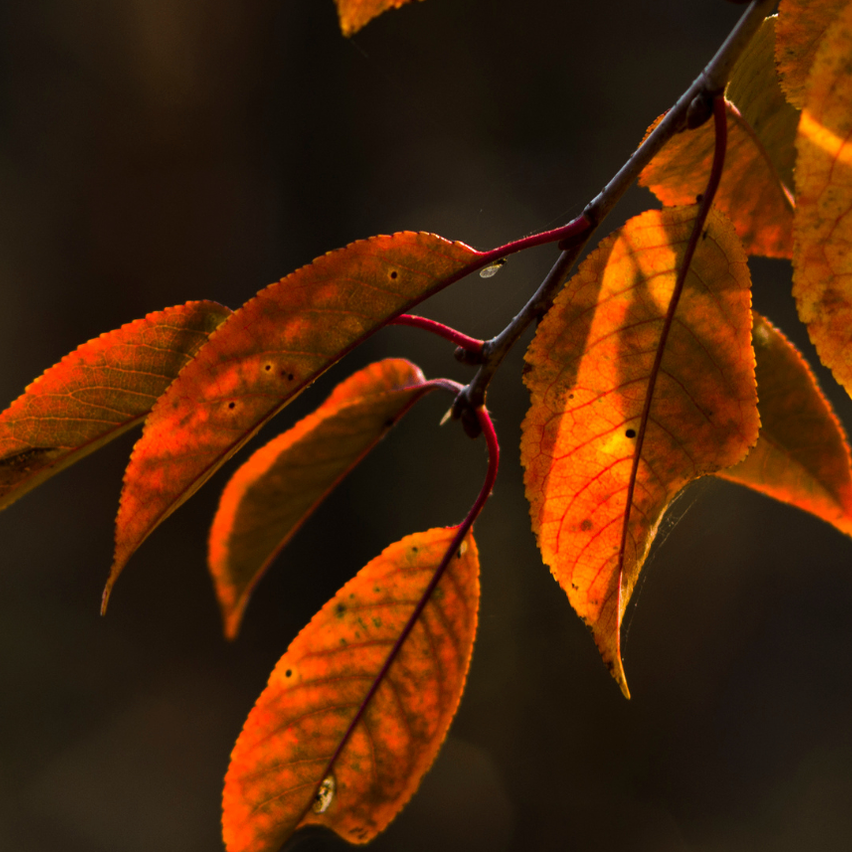 Ein Nahaufnahme von Herbstblättern an einem Ast, wobei das Sonnenlicht ihre leuchtenden Orange- und Gelbtöne hervorhebt.