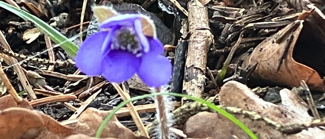 Ein Nahaufnahme einer kleinen violetten Blume, die zwischen vertrockneten Blättern und Zweigen auf dem Waldboden wächst.