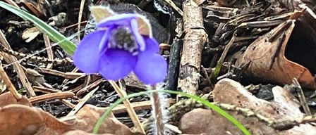 Ein Nahaufnahme einer kleinen violetten Blume, die zwischen vertrockneten Blättern und Zweigen auf dem Waldboden wächst.