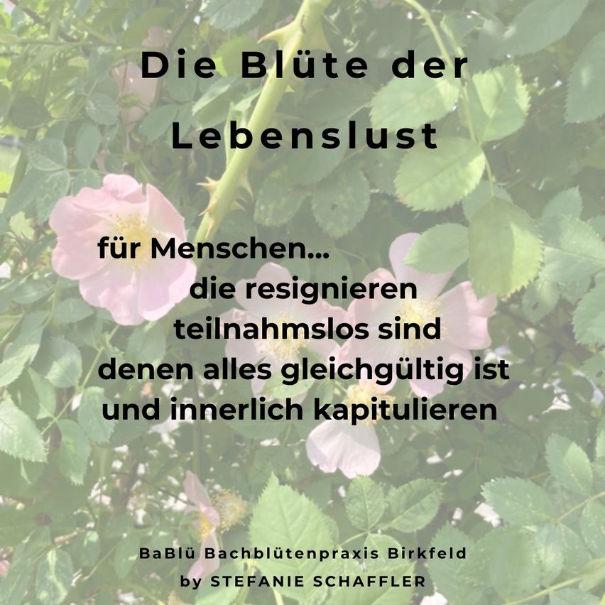 Ein Bild mit rosa Blumen und grünen Blättern zeigt einen Zitat von Stefanie Schaffler, der sagt 'Die Blüten der Lebenslust für diejenigen, die aufgeben, ohne teilzunehmen, sind gleich und ergeben sich im Inneren.'
