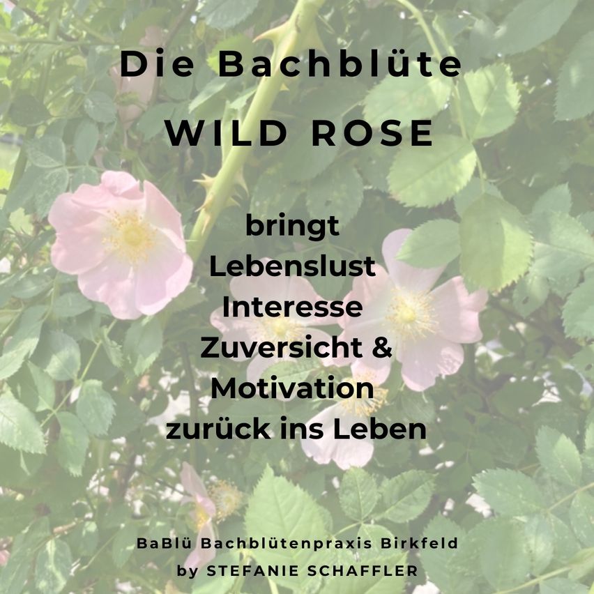 Ein Bild von rosa Wildrosen mit grünen Blättern und Stielen präsentiert das Konzept der Bachblüten. Der Text betont die Vorteile der Wildrose, einschließlich Lebensfreude, Interesse, Zuversicht und Motivation.