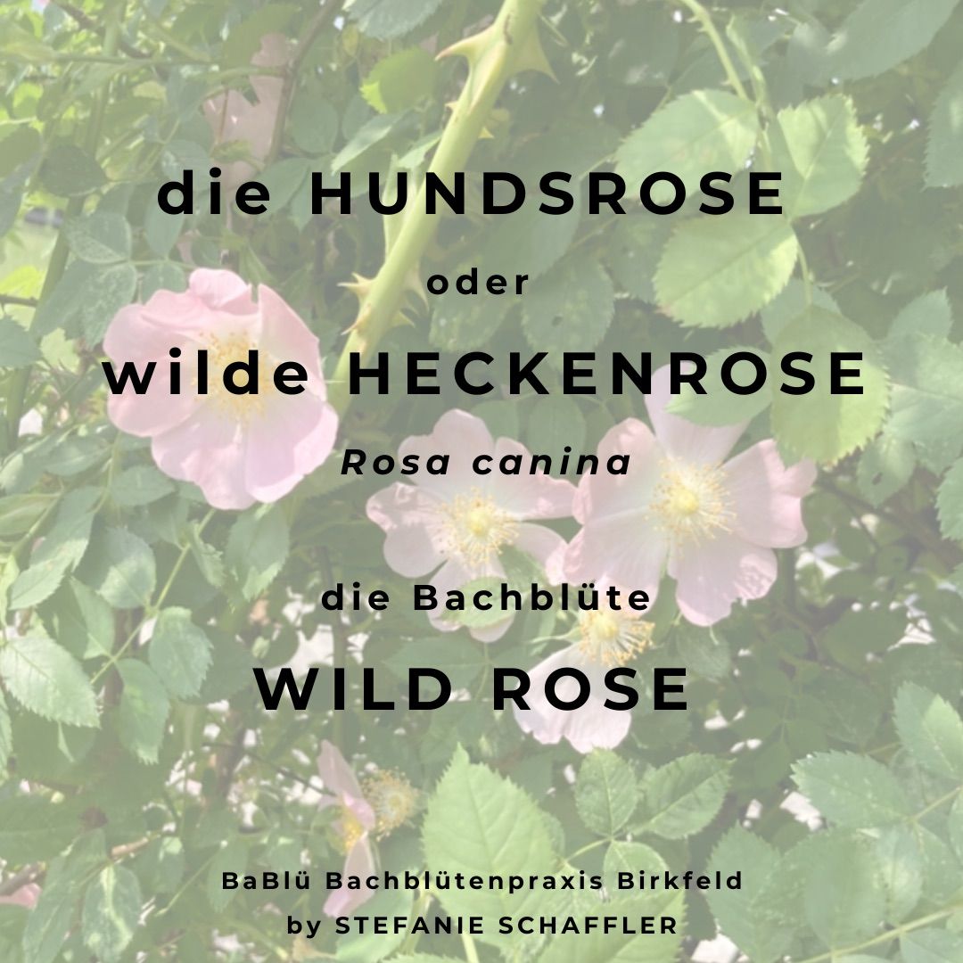 Ein Garten mit wilden Rosen, auch Hunderosen genannt, zeigt rosa Blüten und grüne Blätter. Der Text lautet 'die HUNDROSEN oder wilde HECKERNROSEN' und 'Wild Rose'. Verfasst von Stefanie Schaffler.
