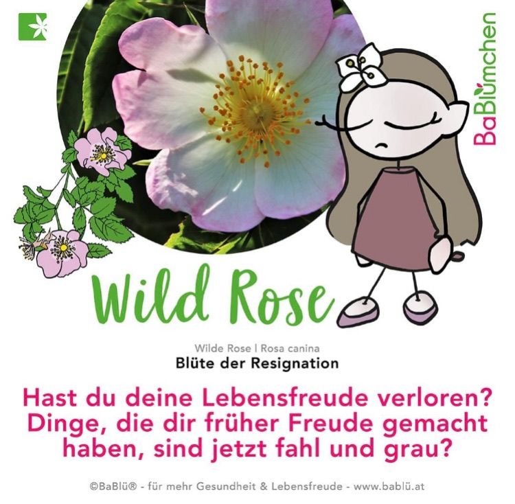 Eine Werbung für die Wildrose mit einer Cartoon-Mädchen und einer Blume, die fragt, ob du deine Lebensfreude verloren hast.