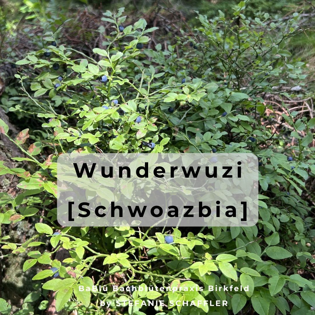 Ein Nahaufnahme einer Pflanze mit dunkelgrünen Blättern und kleinen blauen Beeren, beschriftet 'Wunderwuzi [Schwoazbia].' Der Hintergrund ist verschwommen mit mehr Grün.