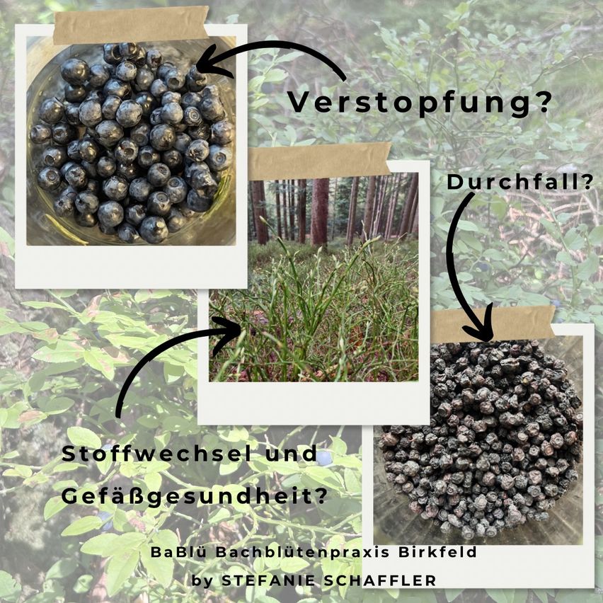 Eine Collage von Bildern, die Blaubeeren, einen Wald und eine Schüssel mit getrockneten Blaubeeren zeigt, mit Text, der nach Verstopfung, Haarausfall und Gesundheit fragt.