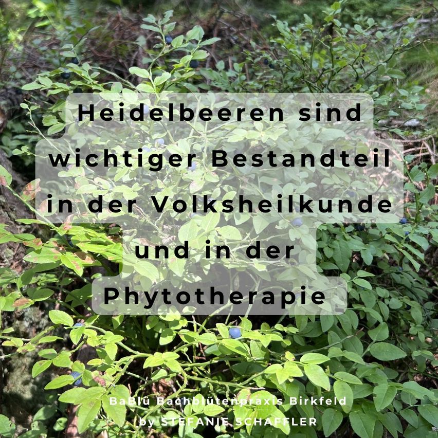 Ein Nahaufnahme eines Pflanzen mit grünen Blättern und blauen Beeren, mit Textüberlagerung, die 'Heidelbeeren sind wichtiger Bestandteil in der Volksheilkunde und in der Phytotherapie' besagt.