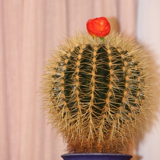 Ein runder Kaktus mit gelben Dornen und einer einzelnen roten Blüte blüht in einem blauen Topf.
