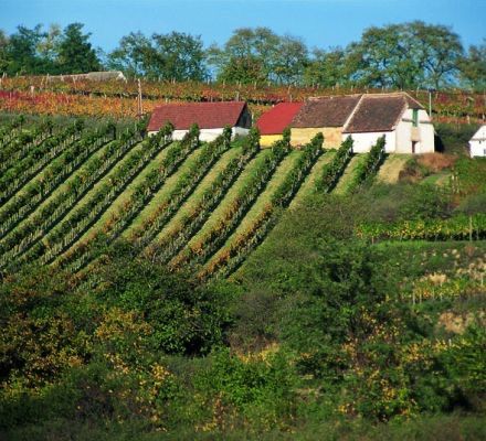 Bild enthält, Nature, Outdoors, Countryside, Rural, Architecture, Building, Farm, Aerial View, Vineyard