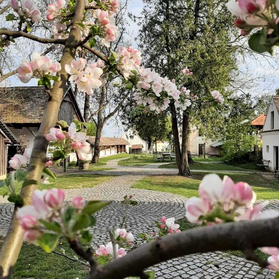 Bild enthält, Outdoors, Nature, Housing, House, Flower, Yard, Driveway, Village