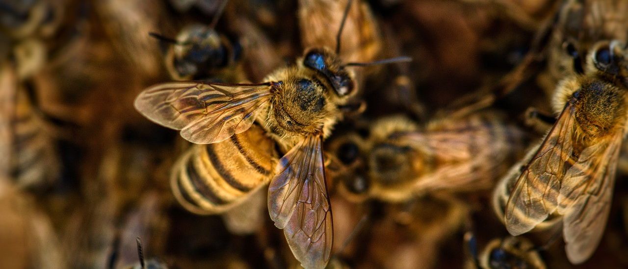 Ein Nahaufnahme mehrerer Bienen, einschließlich einer mit blauen Augen, die auf einem Bienenwaben sitzt.