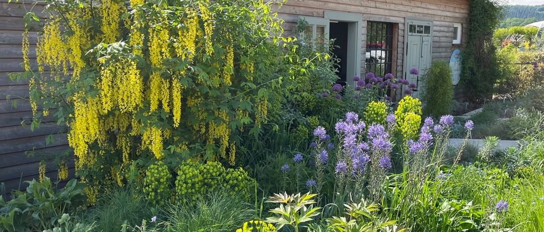 Ein farbenfroher Garten mit gelben und lila Blumen grenzt an ein Holzhaus unter einem blauen Himmel.