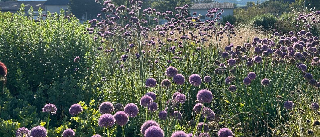 Ein Feld mit lila Blumen, mit einem Haus und Bäumen im Hintergrund, unter einem klaren blauen Himmel.