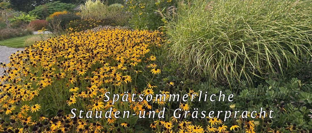 Ein Garten mit spätsommerlichen Stauden und Gräsern, mit hohen gelben Blumen und grünen Pflanzen, wobei Bäume im Hintergrund stehen.