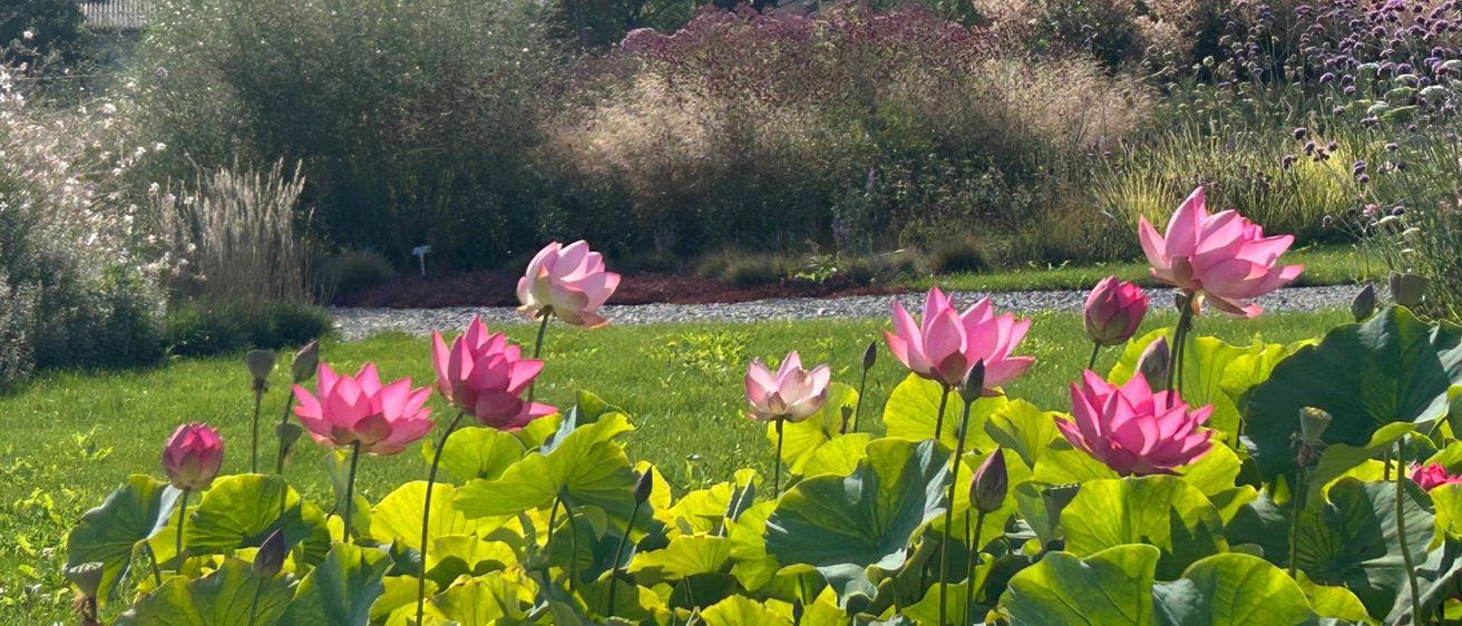 Ein Garten mit verschiedenen Pflanzen, darunter rosa Lotusblumen, üppiges Grün und einem Blick auf einen Hügel in der Ferne.
