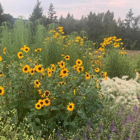 Bild enthält, Vegetation, Herbal, Daisy, Flower, Nature, Outdoors, Woodland, Sunflower, Anemone, Field