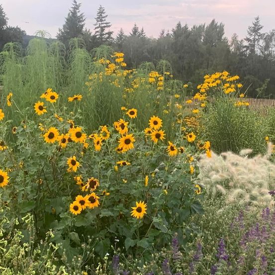 Bild enthält, Vegetation, Herbal, Daisy, Flower, Nature, Outdoors, Woodland, Sunflower, Anemone, Field