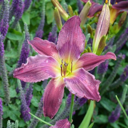 Bild enthält, Purple, Flower, Plant, Petal, Geranium, Vegetation, Iris
