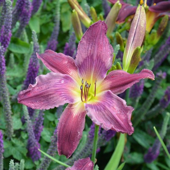 Bild enthält, Purple, Flower, Plant, Petal, Geranium, Vegetation, Iris