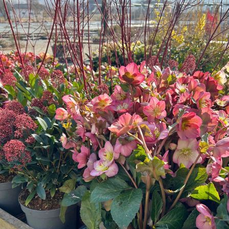 Bild enthält, Flower, Geranium, Potted Plant, Petal, Flower Arrangement, Leaf, Vegetation, Dahlia, Garden, Herbal